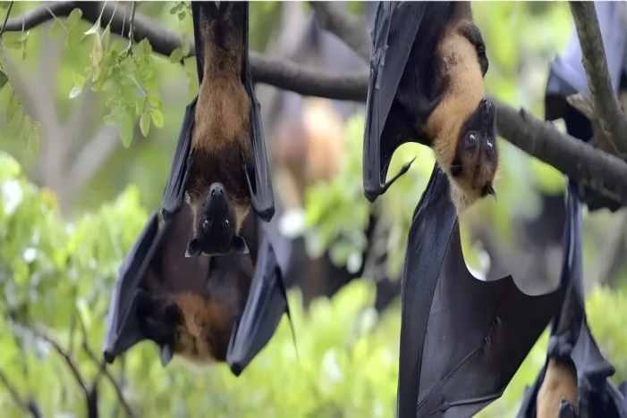 pp����(�й���)�ٷ���վ